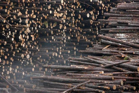 Asia’s largest timber industry incurs Rs 1,500-crore loss due to coronavirus - Vinawood Vietnam Plywood