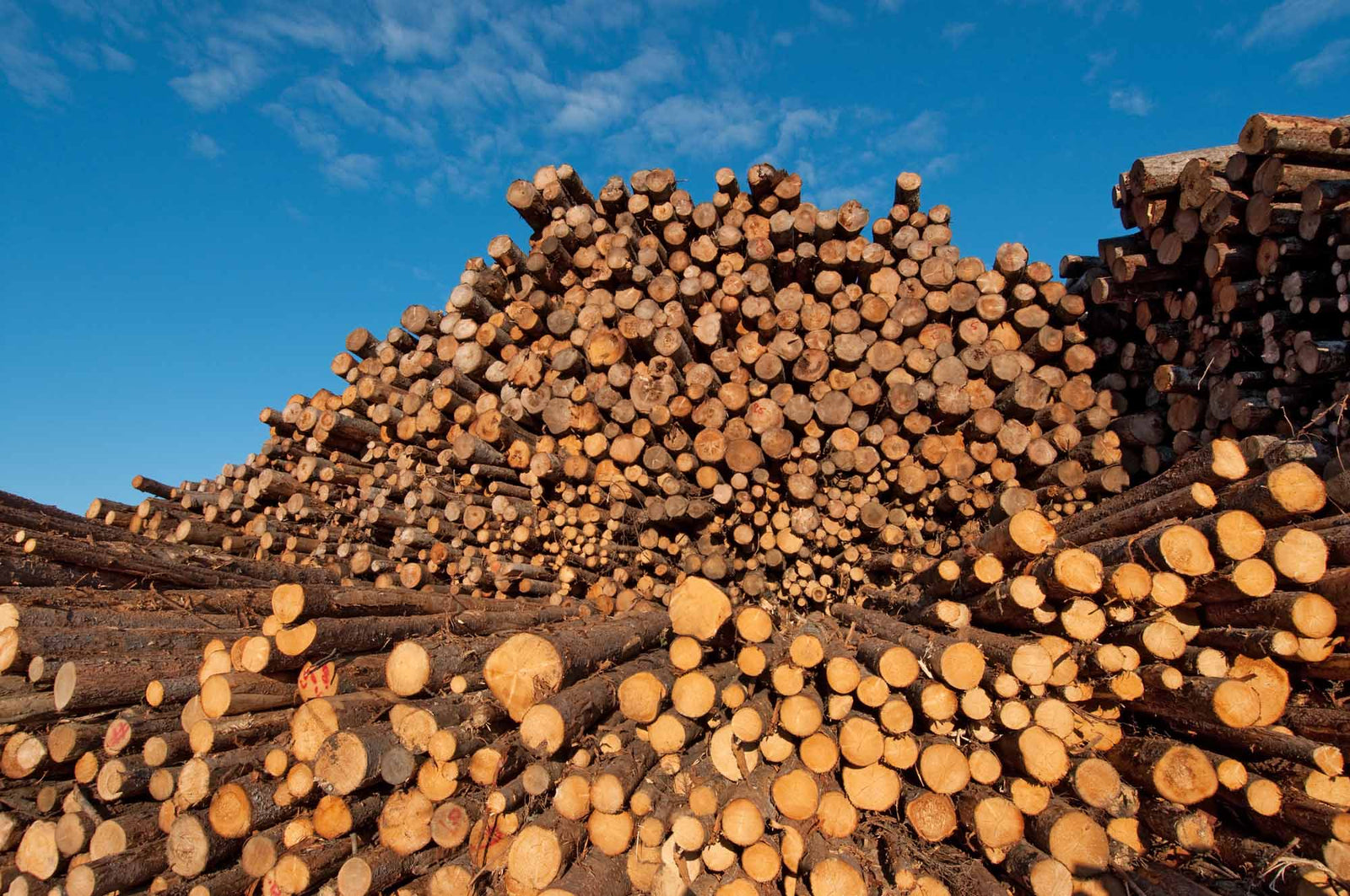 Lumber and Wood Industries - Vinawood Vietnam Plywood