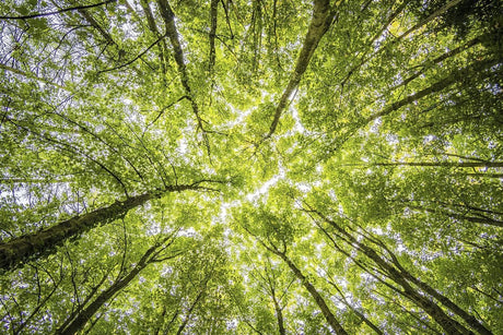 Supporting Plantation Forests and Avoiding Non-Trusted Plywood - Vinawood Vietnam Plywood