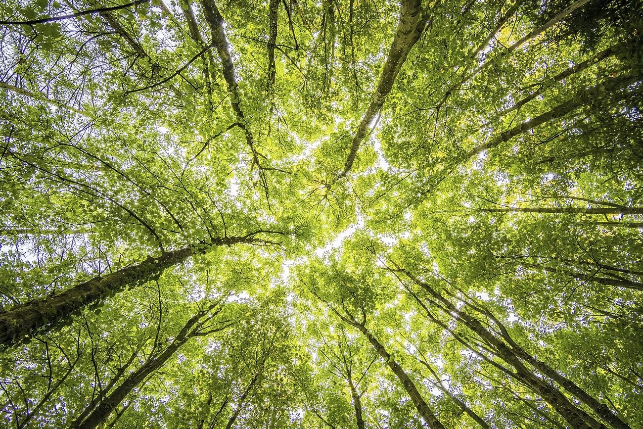 Supporting Plantation Forests and Avoiding Non-Trusted Plywood - Vinawood Vietnam Plywood