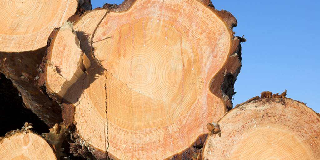 Douglas fir (softwood)